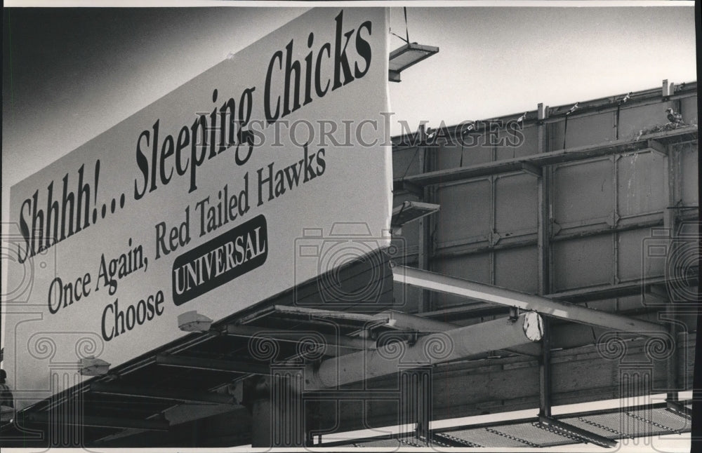 1992 Red-tailed Hawk nesting atop billboard along I-94, Milwaukee - Historic Images