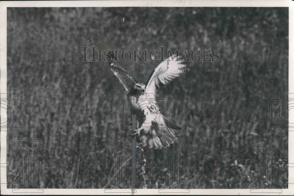  A red tailed hawk perched on a post while hunting. - Historic Images