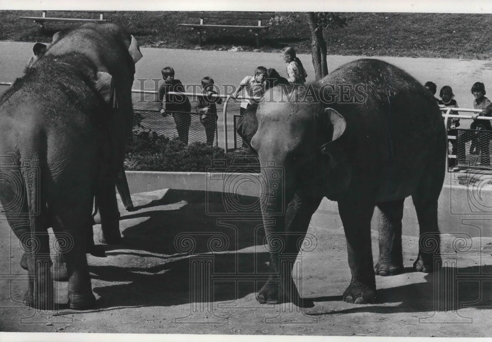 1977 Press Photo Milwaukee Children&#39;s Zoo elephants - mjb58310 - Historic Images