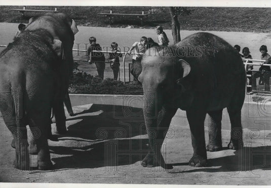 1977 Press Photo Milwaukee Children's Zoo elephants - mjb58310 - Historic Images
