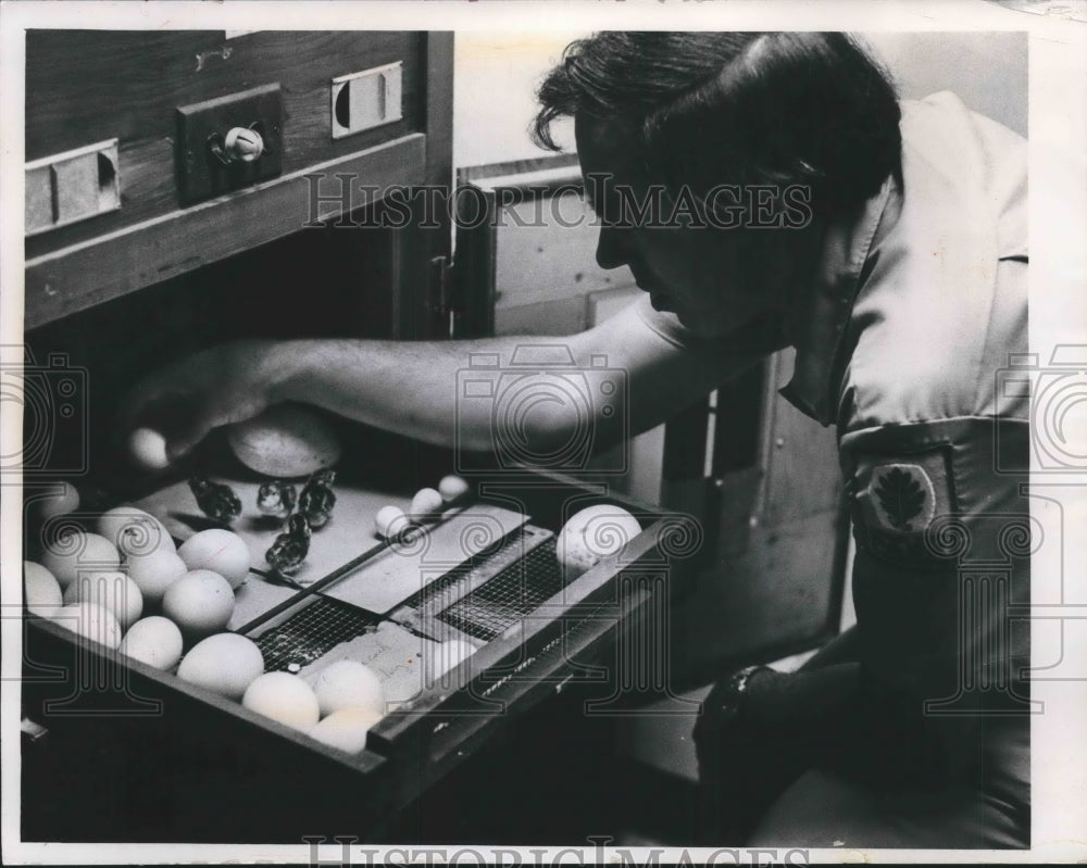 1974 Press Photo Dennis Mill, zookeeper, watches baby quail-Milwaukee Zoo Aviary - Historic Images