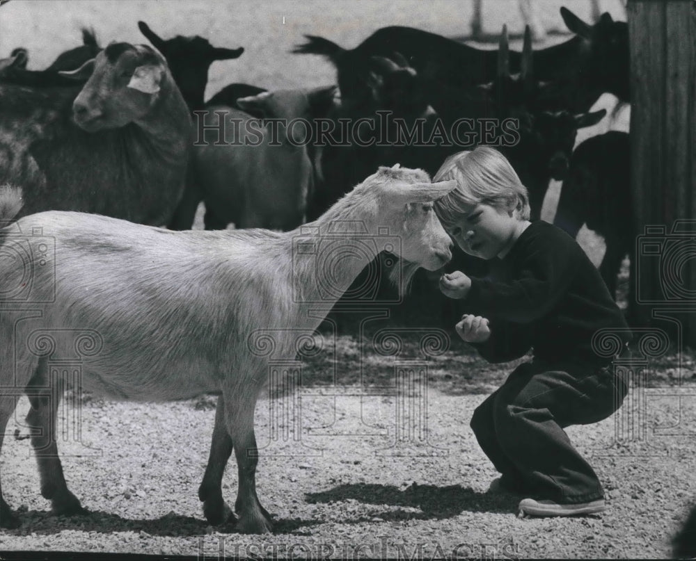 1974 Press Photo Trent Eichmann, 3, feeds a goat at the Milwaukee Children&#39;s Zoo-Historic Images