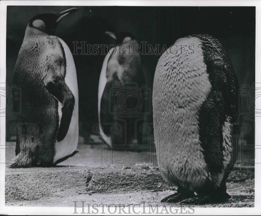 1967 Press Photo King penguin naps at Milwaukee County Zoo - mjb58331 - Historic Images