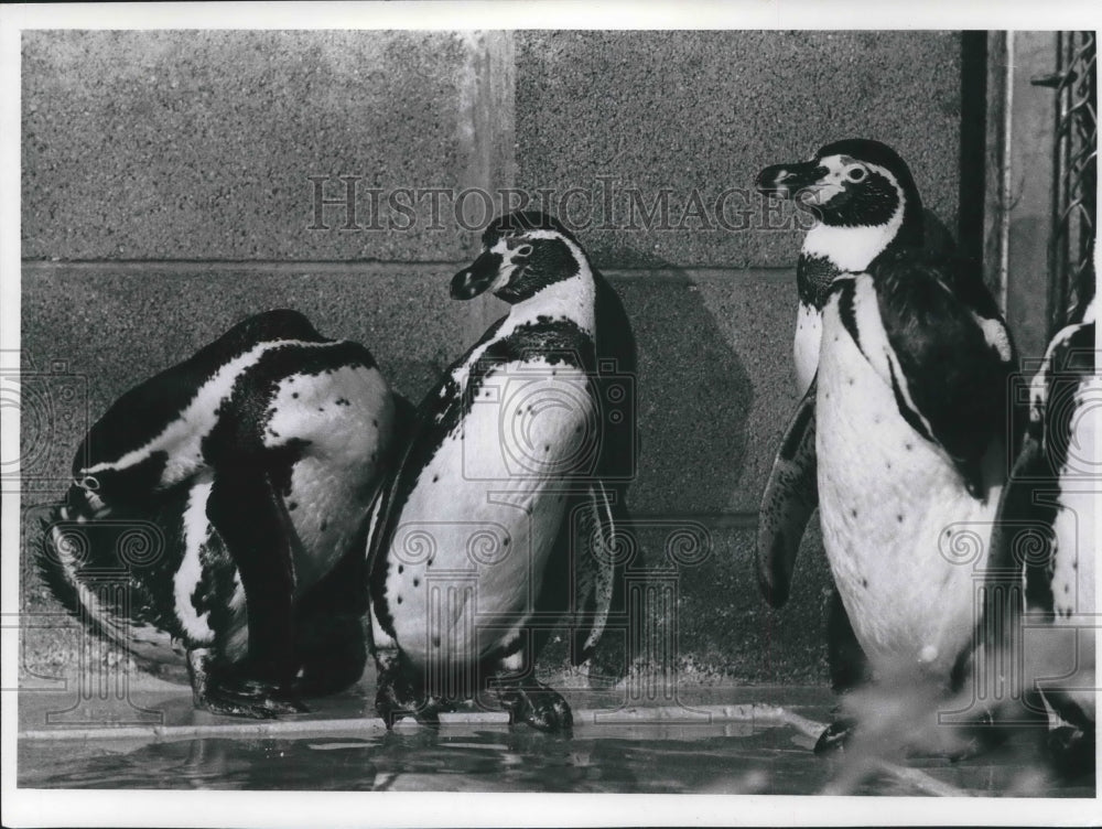 1977 Press Photo Humboldt&#39;s Penguins at the Milwaukee County Zoo - mjb58332 - Historic Images