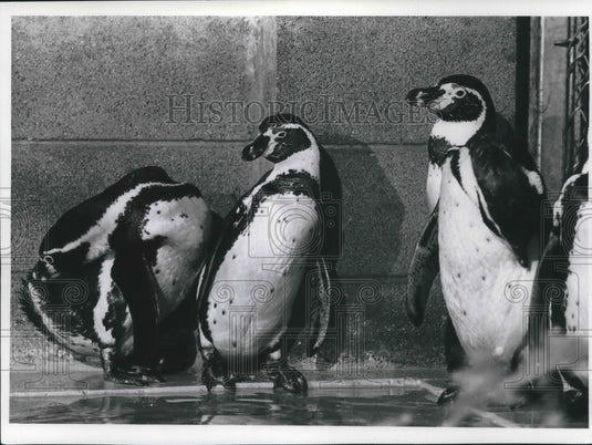 1977 Press Photo Humboldt's Penguins at the Milwaukee County Zoo - mjb58332 - Historic Images