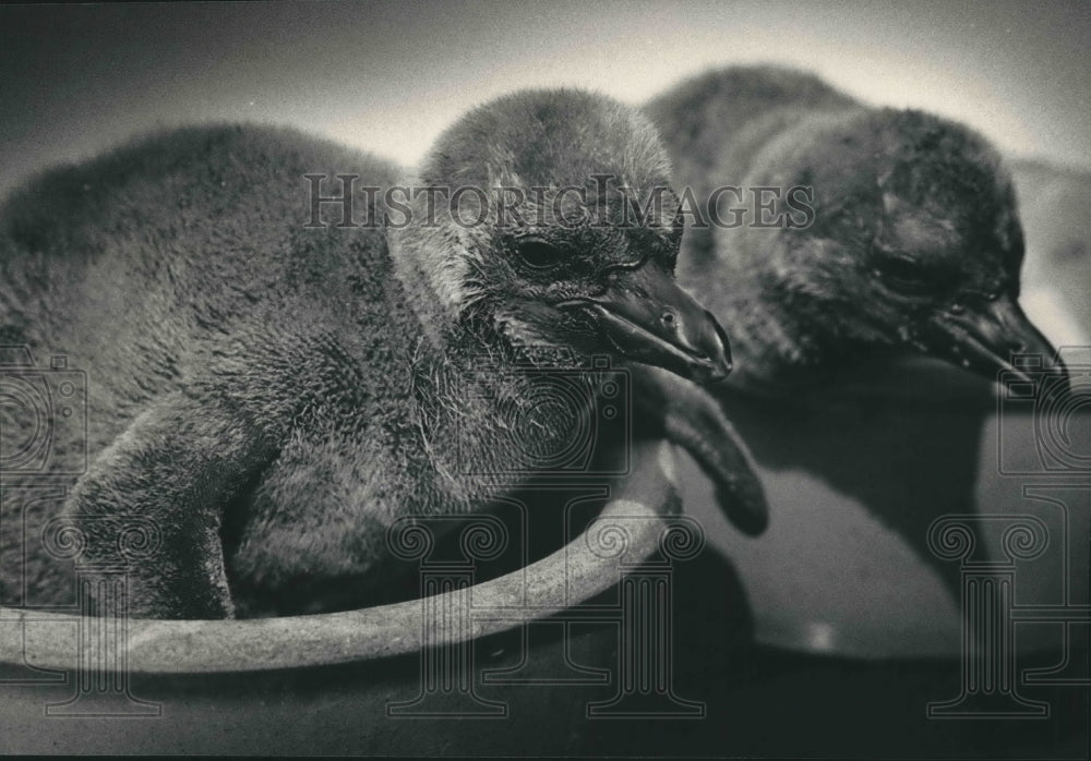1987 Press Photo Humboldt penguin chicks at Milwaukee County Zoo&#39;s aviary - Historic Images