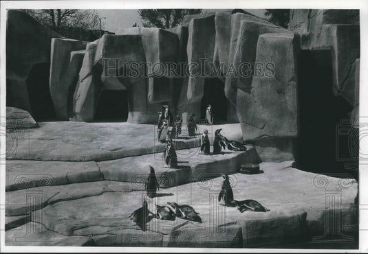 1978 Penguins at Milwaukee Zoo wait for holiday visitors - Historic Images