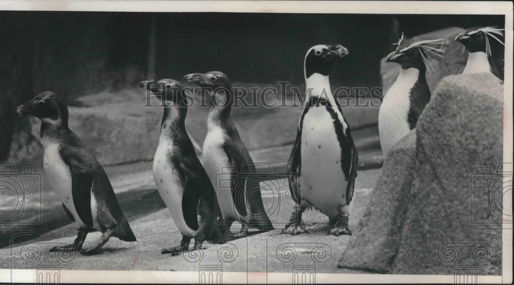 1979 Two rockhopper  penguins watch four blackfooted penguins at Zoo - Historic Images