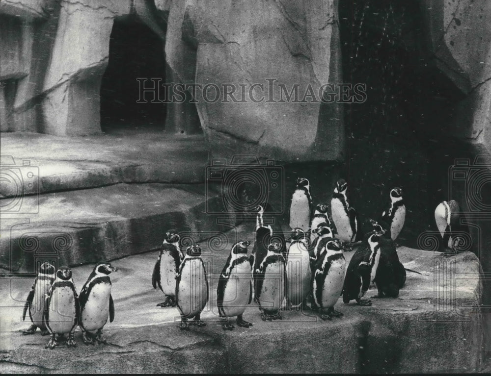 1978 Milwaukee, Wisconsin zoo penguins in winter - Historic Images