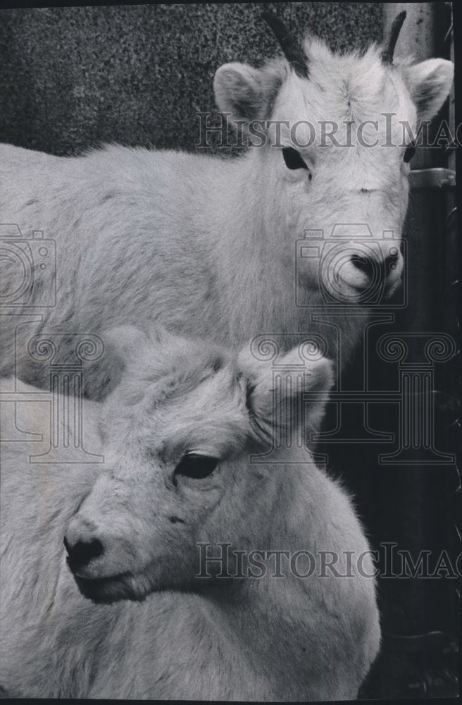 1970 Press Photo Lambs arrive at Milwaukee County Zoo from Calgary, Alberta zoo - Historic Images