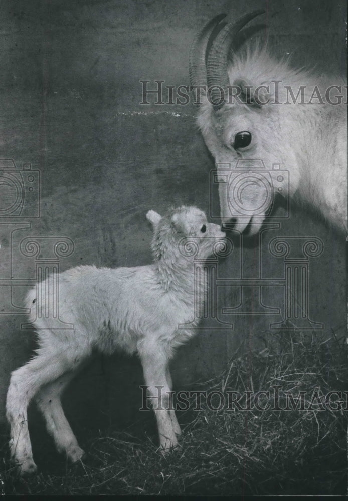 1970 Press Photo Milwaukee County Zoo newborn Dall sheep Caroline &amp; mother Susie - Historic Images