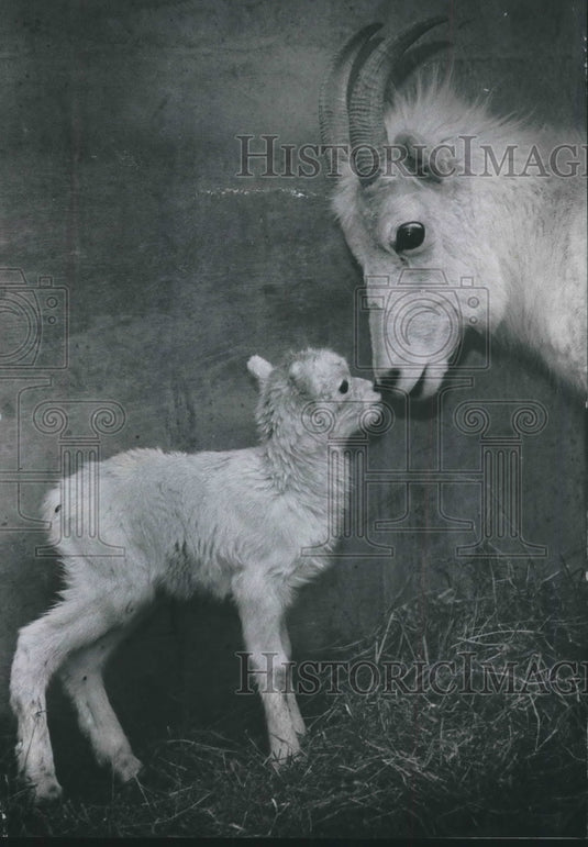 1970 Press Photo Milwaukee County Zoo newborn Dall sheep Caroline & mother Susie - Historic Images