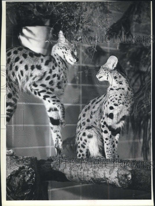 1980 Press Photo Milwaukee County Zoo Servals - mjb58716 - Historic Images