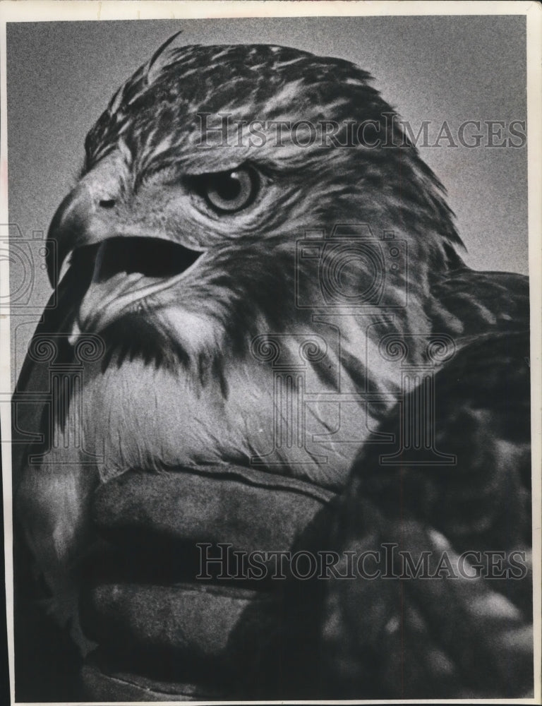 1962 Unpleasant red tailed hawk at Wisconsin Humane society shelter-Historic Images