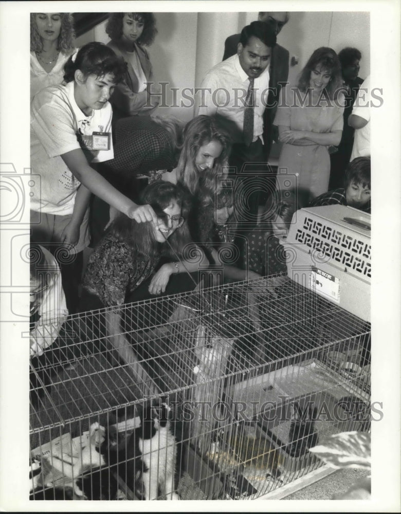 1993 Press Photo Kitty Connection at Northwestern Mutual Feline Fest - mjb59034 - Historic Images