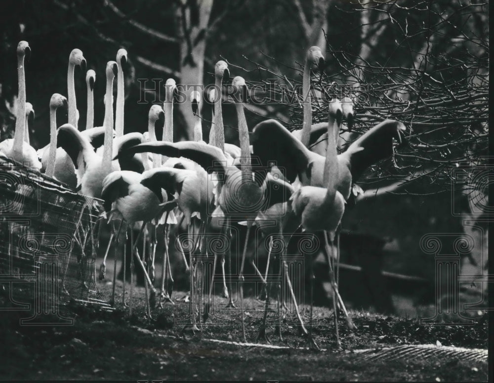 1981 Press Photo Milwaukee Zoo - Flamings head to bird house during fall roundup - Historic Images