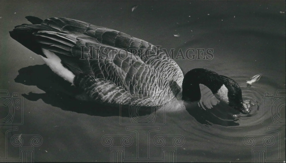 1983 Press Photo Milwaukee Zoo Birds - Canada goose floats on Lake Evinrude - Historic Images