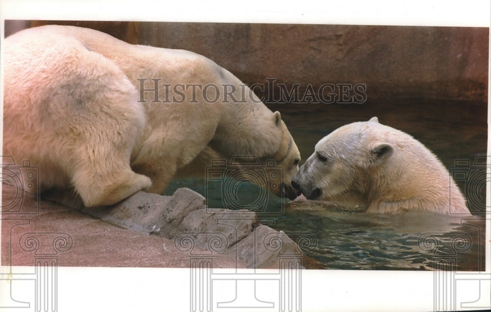 1994 Press Photo Milwaukee Zoo Bears - Polar Bears Aurora and Zero nuzzle - Historic Images