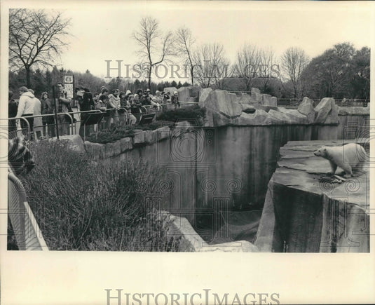 1984 Press Photo Milwaukee Zoo, 11-month-old Callisto debuts - mjb59151 - Historic Images