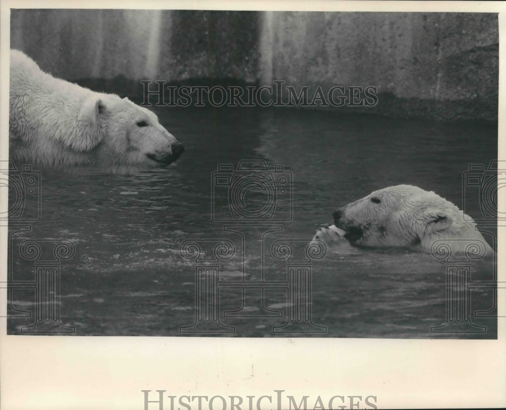 1985 Press Photo Polar bears at the Milwaukee County Zoo play with ice cubes. - Historic Images