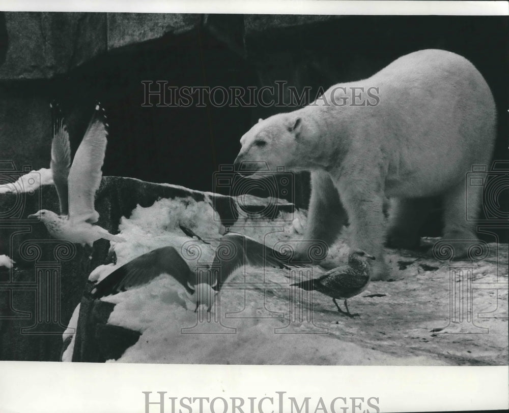 1978 Press Photo Polar. Polar bear and seagulls at the Milwaukee County Zoo - Historic Images
