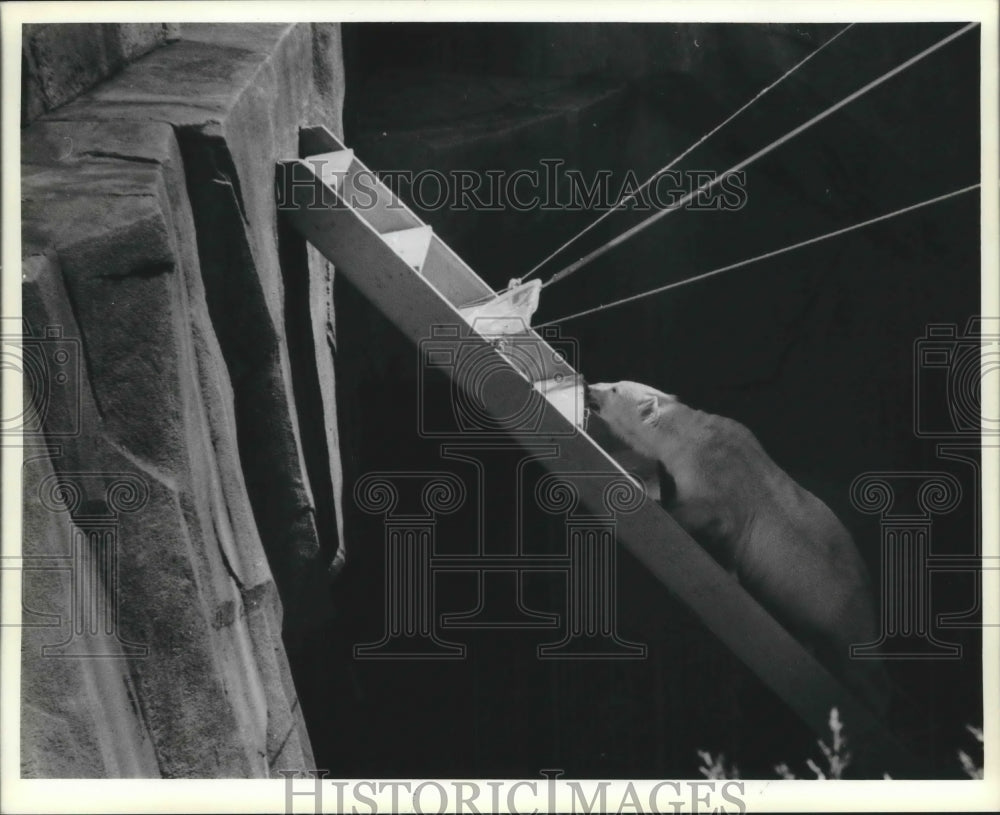 1985 Press Photo Polar Bear Callisto climbs stairs out of moat, Milwaukee Zoo - Historic Images