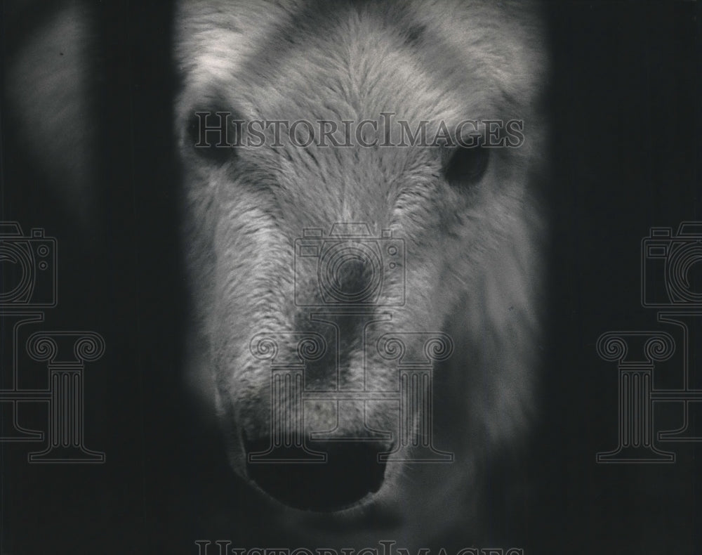 1992 Press Photo Zero the Polar Bear peers at visitors from pen, Milwaukee Zoo - Historic Images