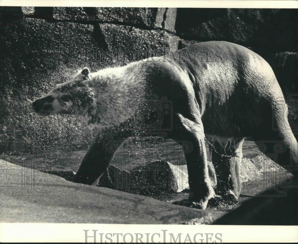 1987 Press Photo Polar Bear enjoys winter and dip in pool at Milwaukee Zoo.- Historic Images
