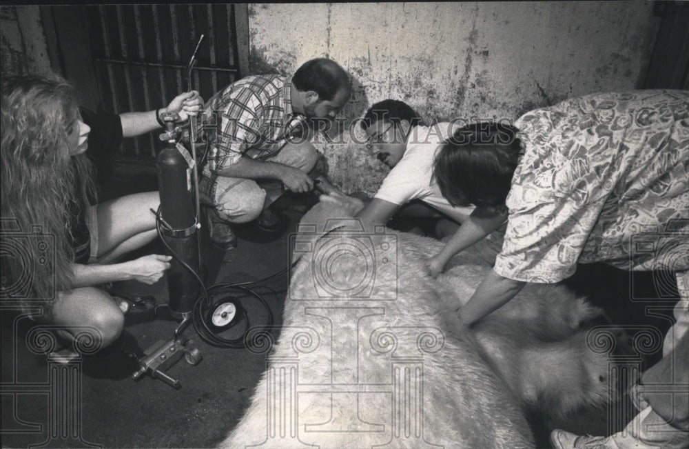 1992 Milwaukee  Zoo veterinarian Andrew Teare operates on polar bear-Historic Images