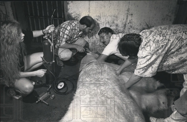 1992 Milwaukee Zoo veterinarian Andrew Teare operates on polar bear ...