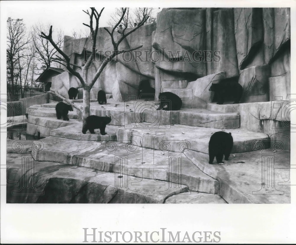 1965 Press Photo Milwaukee County Zoo bears in exhibit - mjb59193 - Historic Images