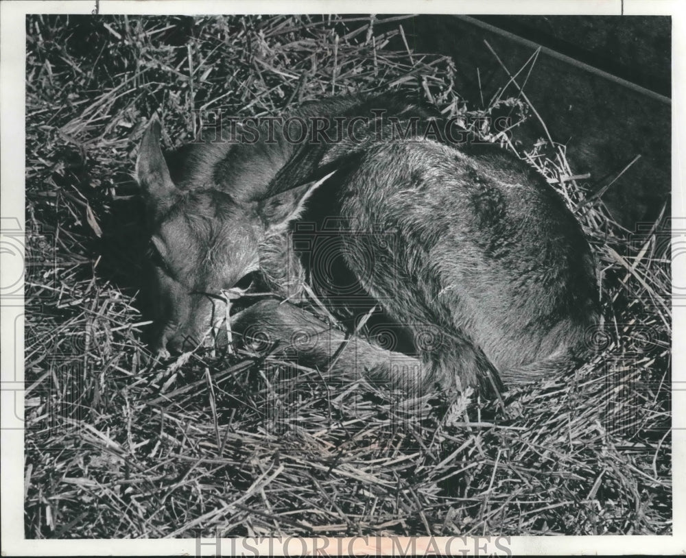 1968 Press Photo The County Zoo&#39;s new baby Eland Antelope Milwaukee. - mjb59351 - Historic Images