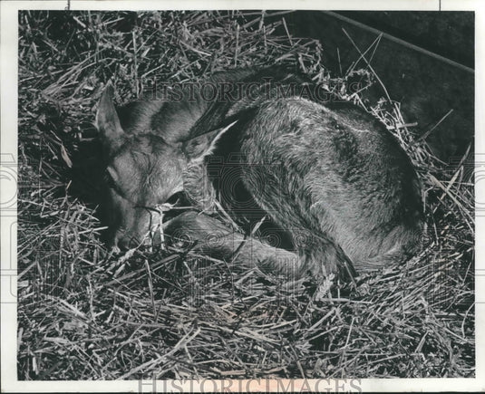 1968 Press Photo The County Zoo's new baby Eland Antelope Milwaukee. - mjb59351 - Historic Images