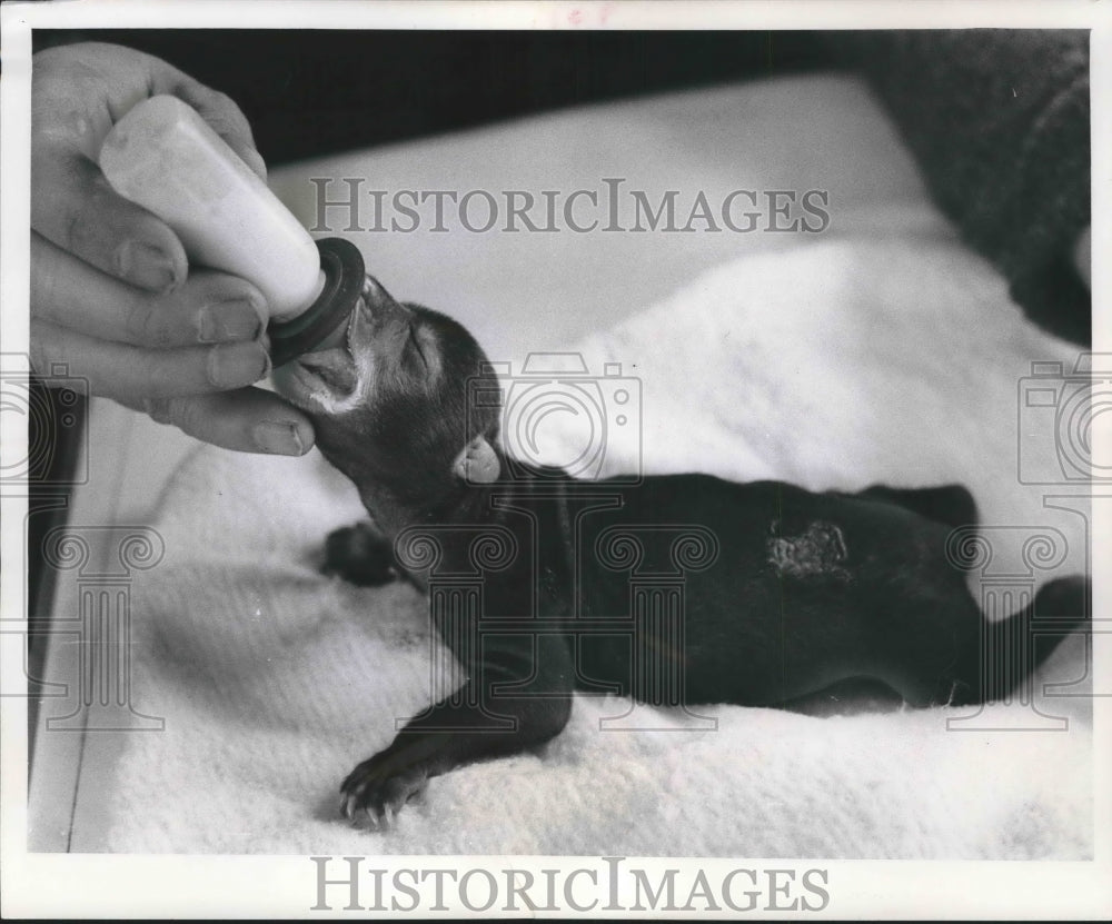 1962 Press Photo Hungry Baby Bear at the Milwaukee County Zoo. - mjb59410 - Historic Images