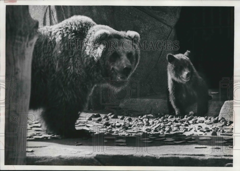 1977 Press Photo Mother bear and her cub Milwaukee zoo. - mjb59418 - Historic Images