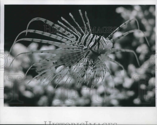 1974 Press Photo Lion fish swishes around a Milwaukee zoo's aquarium - Historic Images