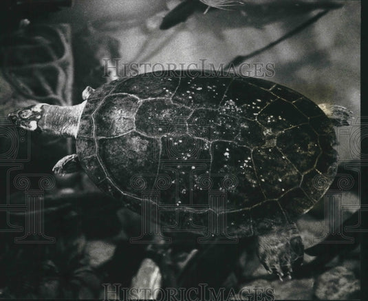 1993 Hundreds of animals at the Milwaukee Zoo need to be moved.-Historic Images
