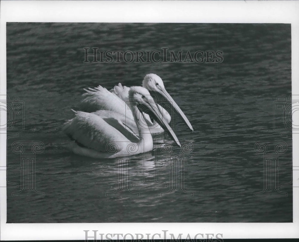 1974 Press Photo Two Storks swim Milwaukee Zoo - mjb59456 - Historic Images