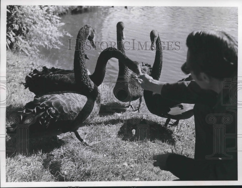 1974 Bird Curator Joe Iding causes a swan breadline, Milwaukee. - Historic Images