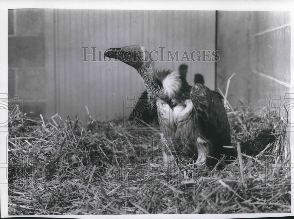 1963 Press Photo Milwaukee Zoological Society received new African vulture.- Historic Images