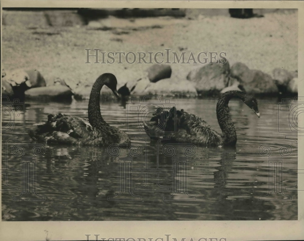 1981 Press Photo Black Swan at Washington Park Zoo, Milwaukee. - mjb59459 - Historic Images