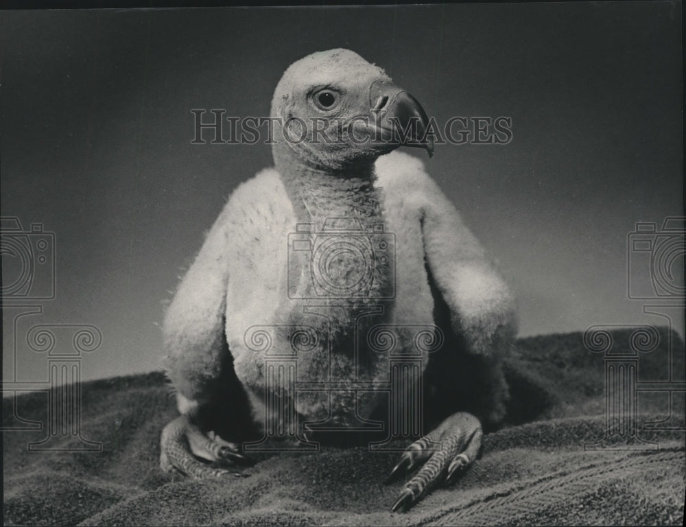 1987 Press Photo Newly hatched Ruppell's Griffon Vulture, Milwaukee County Zoo. - Historic Images