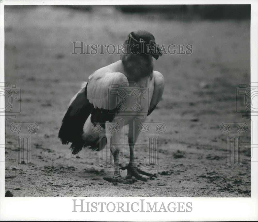 1992 Press Photo A King vulture from the Milwaukee County Zoo poses for a photo. - Historic Images