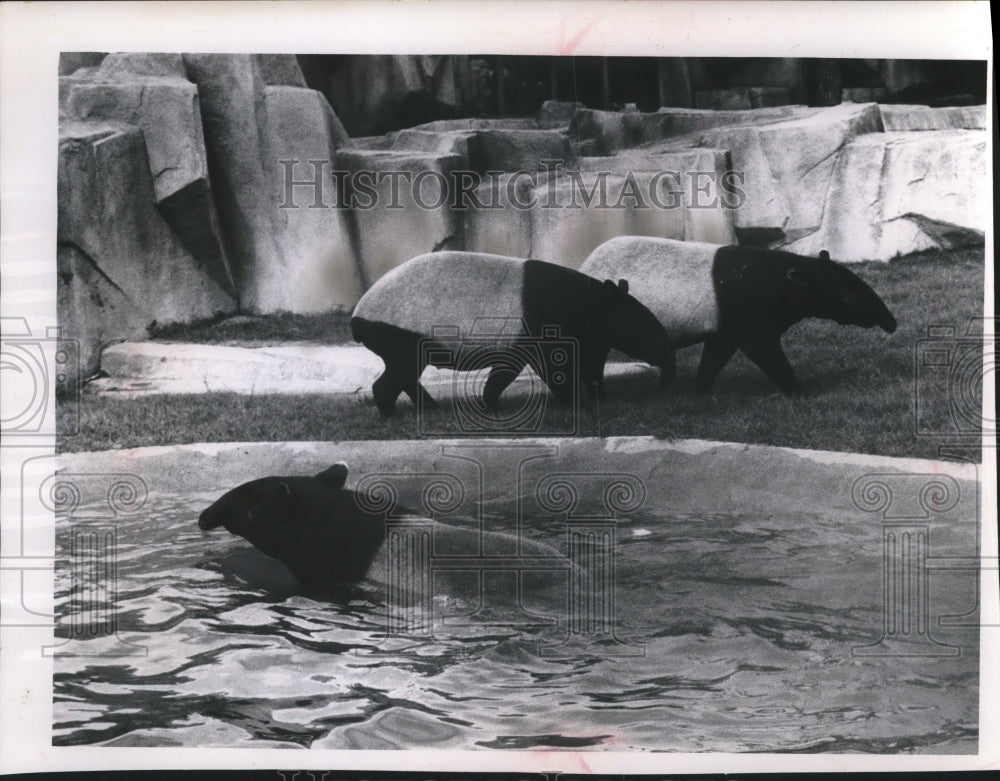Malayan tapirs explore new quarters at Milwaukee County Zoo-Historic Images