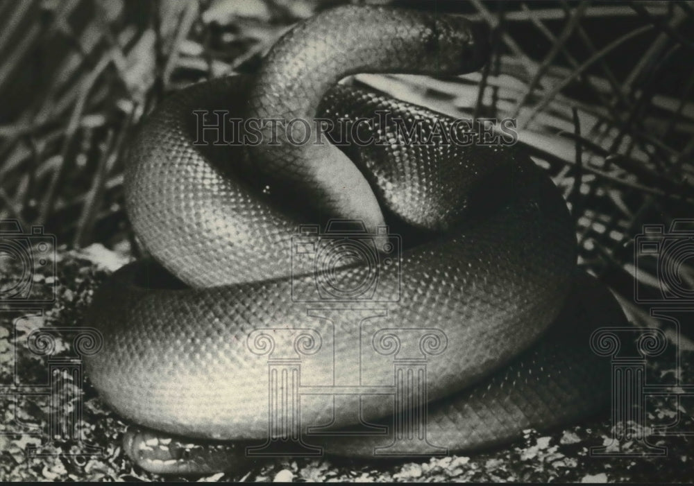 1980 Press Photo A Pacific Rubber Snake poses for photo at the Milwaukee Zoo - Historic Images