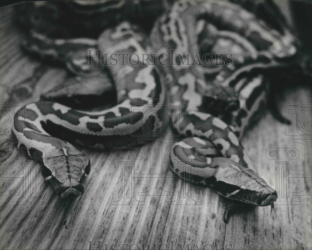 1983 Press Photo Two newly born pythons explore new home, Milwaukee County Zoo. - Historic Images