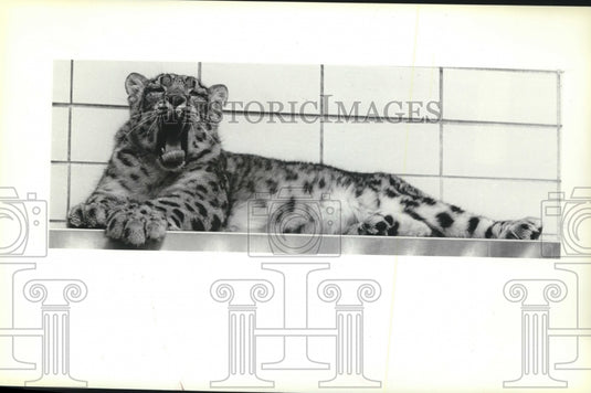1979 Press Photo Snow Leopard at Milwaukee County Zoo wakes from catnap - Historic Images