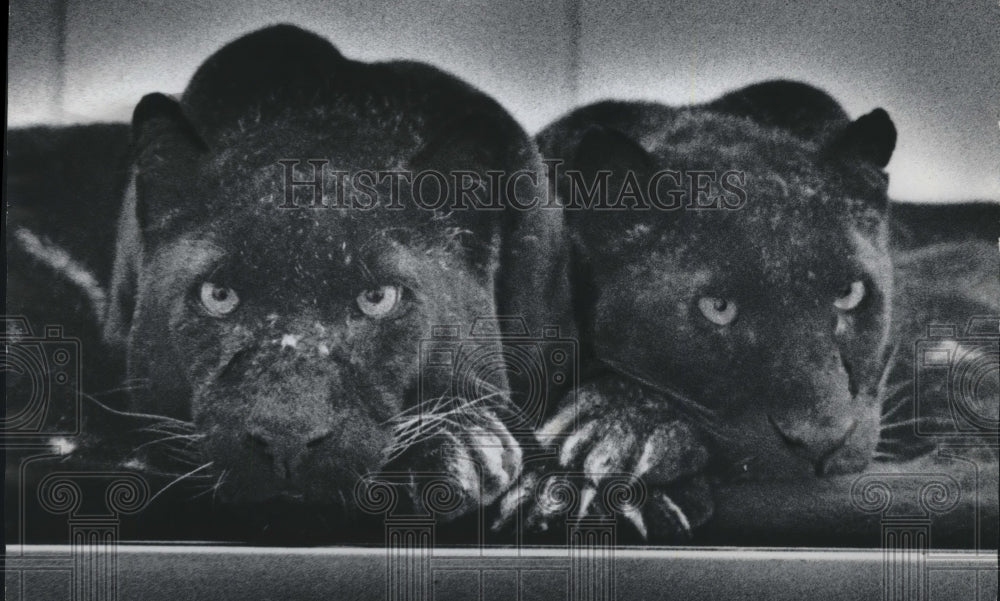 1975 Black leopards at Milwaukee County Zoo-Historic Images