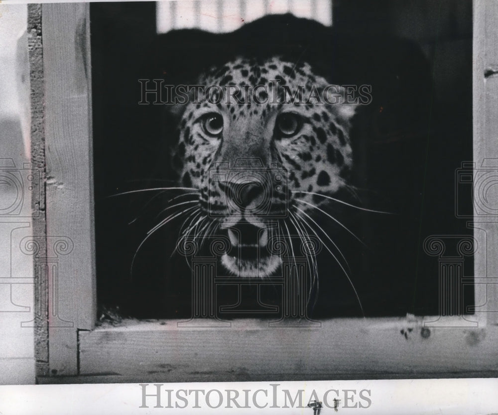 1968 Press Photo Chinese leopard arrives at Milwaukee County Zoo from Germany- Historic Images