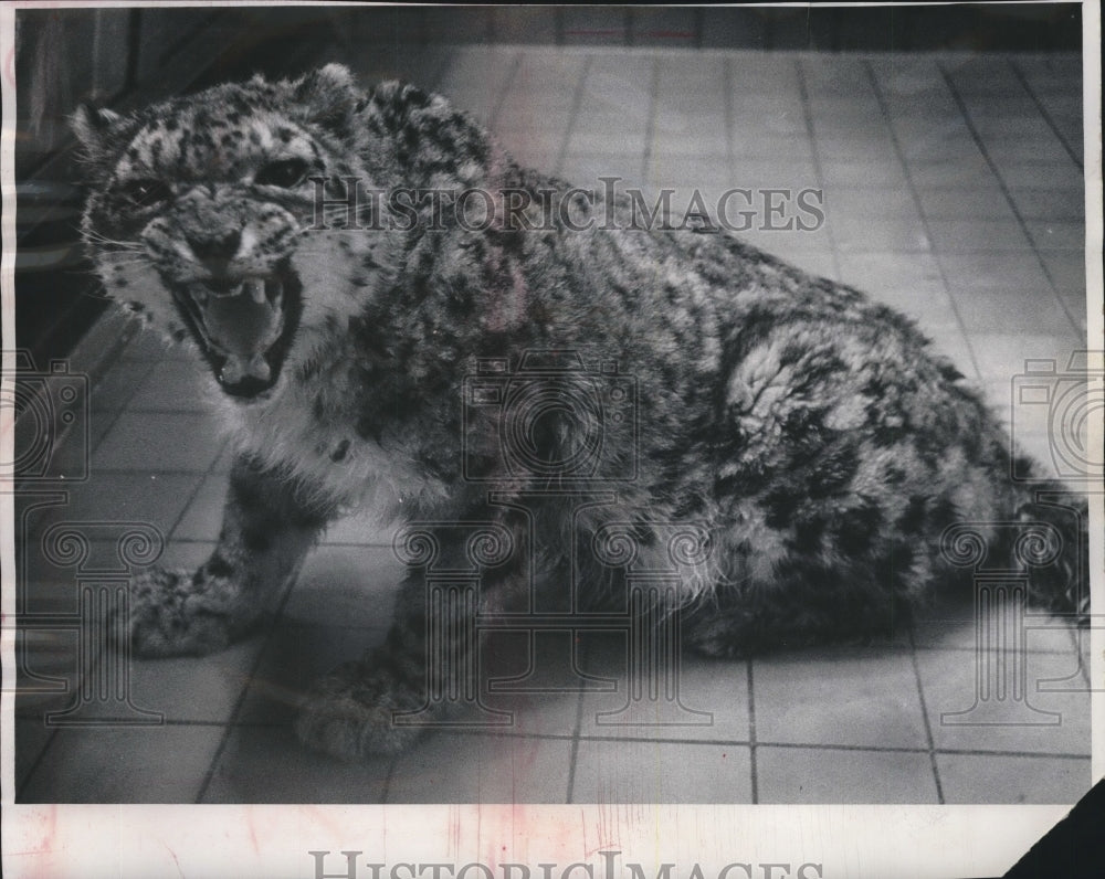 1968 Female snow leopard, Patches, at the Milwaukee, Wisconsin, Zoo-Historic Images